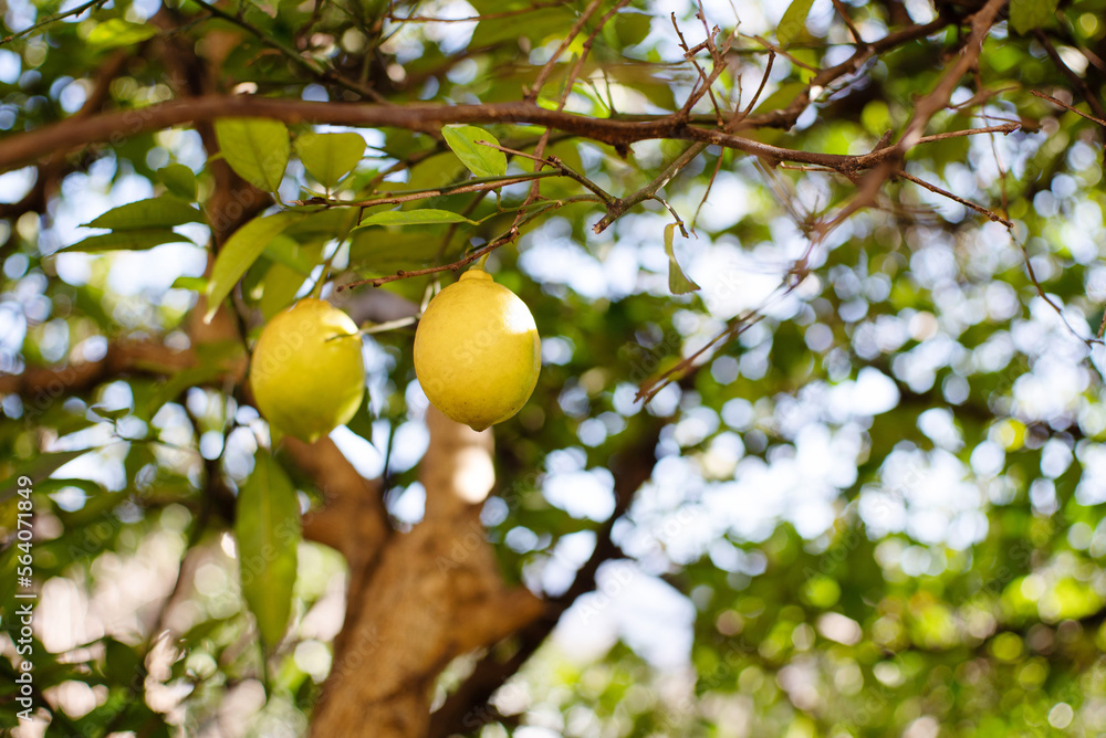 Juicy ripe lemons grow on a tree branch, soft focus.