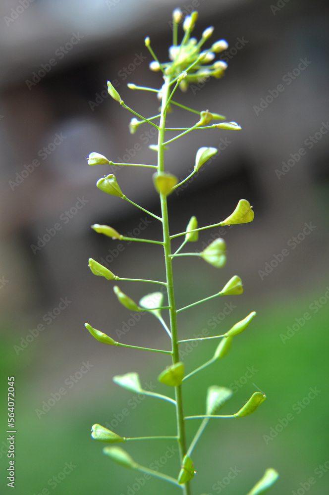 Fototapeta premium Capsella bursa-pastoris grow in nature