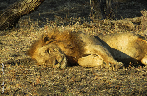 lion lounging on the ground (ID: 564072077)