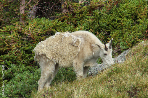 shedding mountain goat grazing on hillside (ID: 564072083)