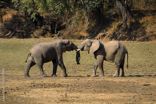 wild elephants embracing eachother (ID: 564072098)