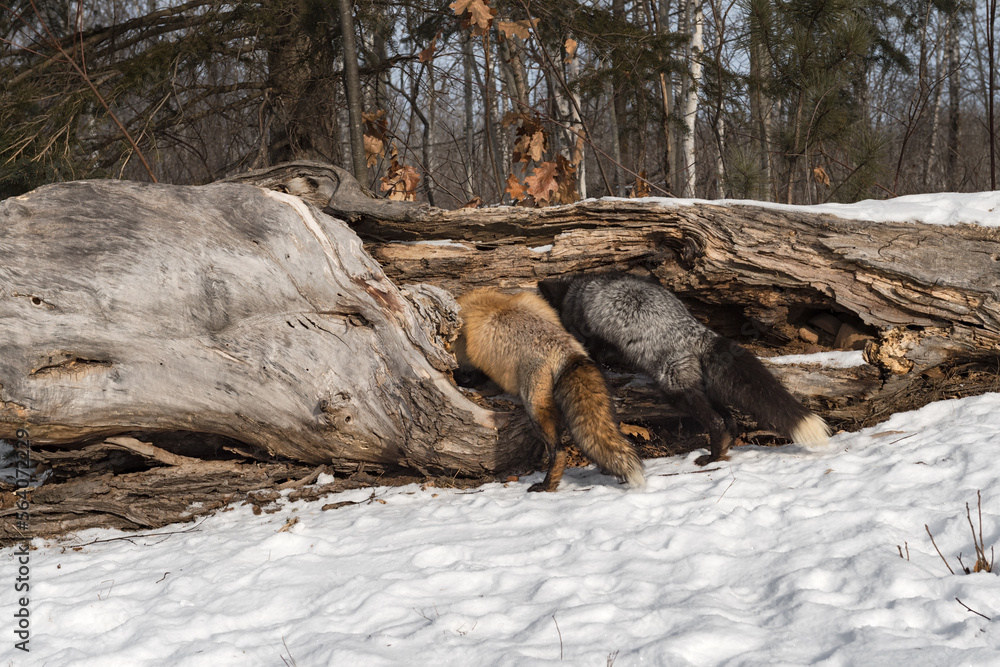 Red and Silver Fox (Vulpes vulpes) Investigate Inside of Log Winter