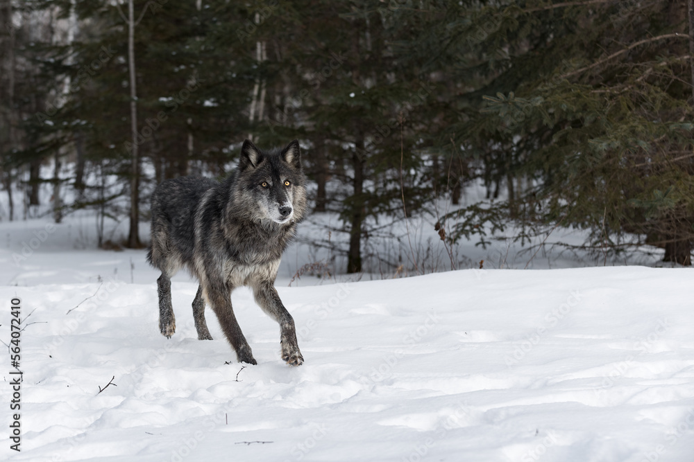 Naklejka premium Black-Phase Grey Wolf (Canis lupus) Trots Out of Woods Space to Right Winter