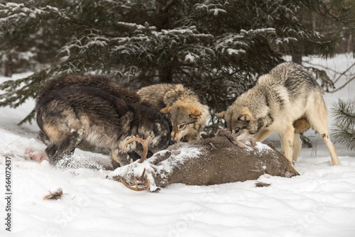 Wolves (Canis lupus) Interact Aggressively at Body of White-Tail Deer Winter © geoffkuchera