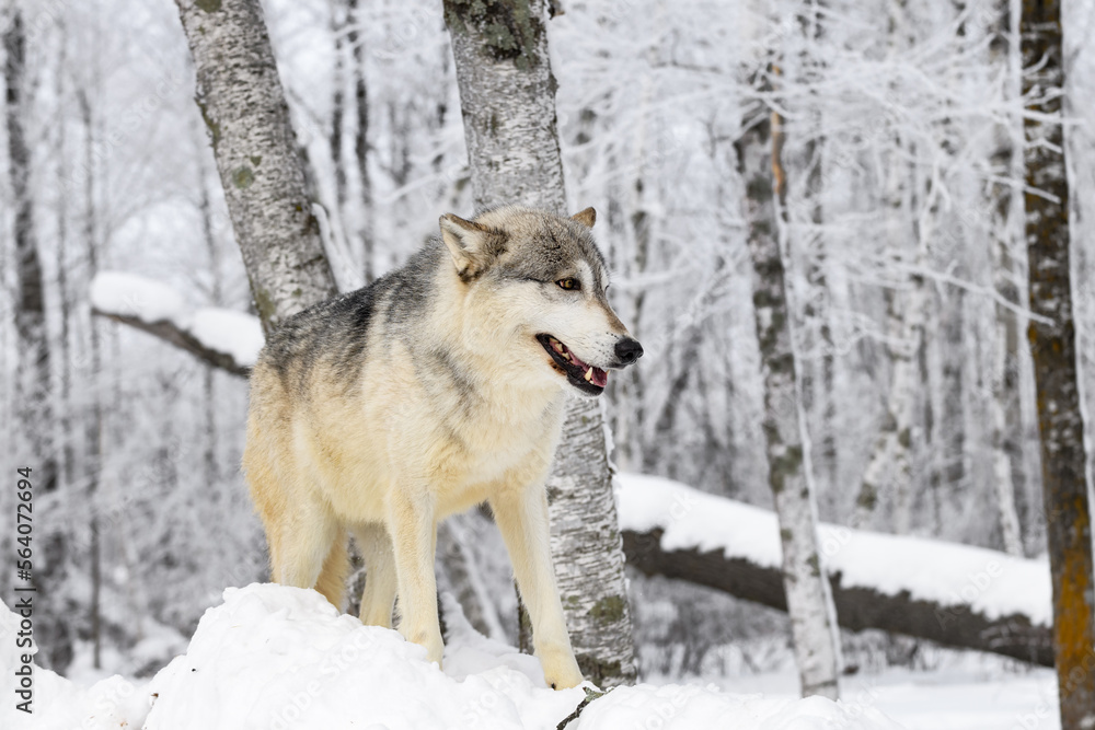 Wolf (Canis lupus) Stands On Top of Mound of Snow Ears to Sides Winter
