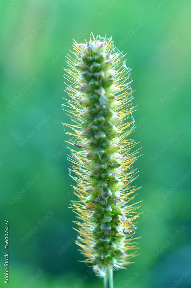 Setaria grows in the field.