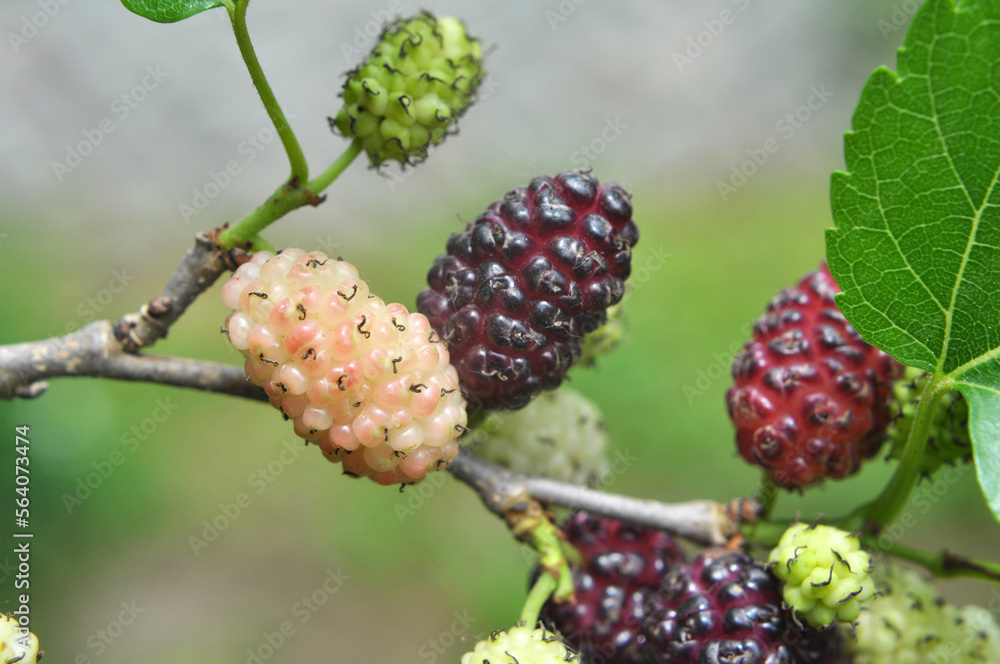Black mulberry berries (Morus nigra) ripen on a tree branch Black mulberry berries (Morus nigra) ripen on a tree branch