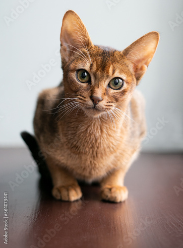 cute red abyssinian cat looks into the eyes