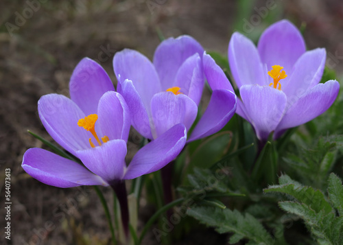 Violet purple crocus in early spring. Crocus Iridaceae. Iris Family. Purple crocuses field flowers. Springtime background. Wild Crocus flowers in Spring. Crocuses bloom. Valentine's day. Postcard. 