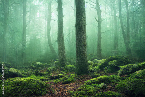foggy and misty forest landscape