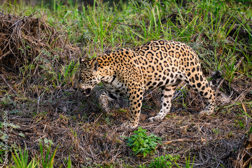 Wild Jaguar walking on river's precipice with tall grass  in Pantanal, Brazil