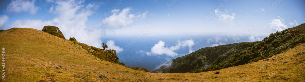 Obraz premium Great, magic, ancient trees of Fanal forest, Madeira Island, Portugal