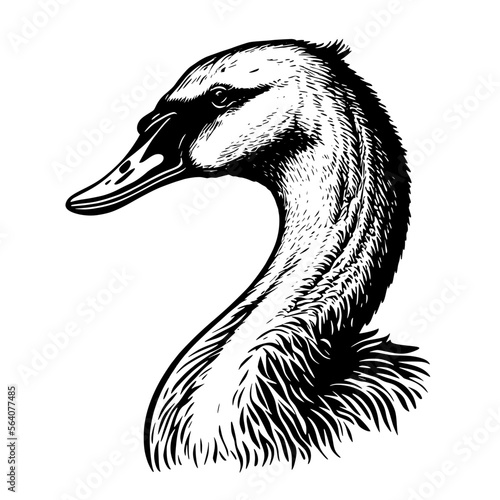 Portrait of a swan