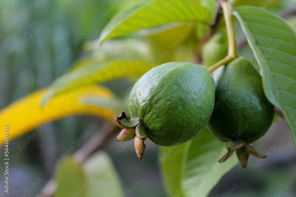 Green guavas ripening on the tree Green guavas ripening on the tree