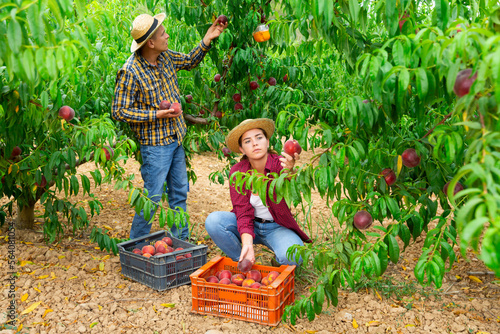 Woman farmer with male partner harvesting ripe peaches in fruit garden, putting in plastic boxes