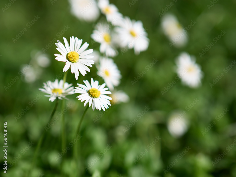daisies in a field daisies in a field