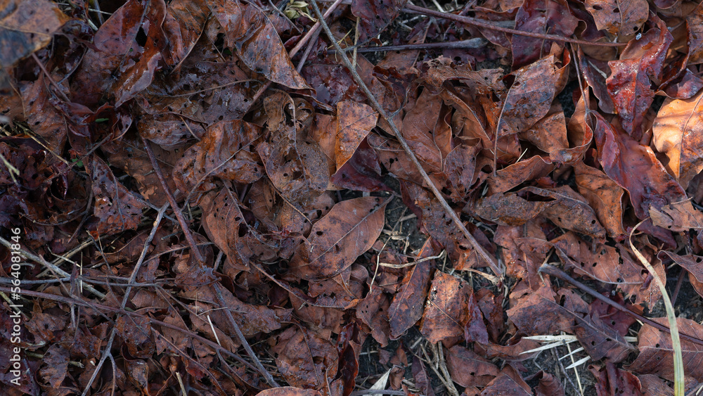 a pile of red dry leaves a pile of red dry leaves