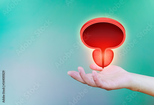 Bladder and prostate gland in the hand of physician, HPB. Prostate cancer, bladder cancer, men's health care. Modern digital medicine in urology photo