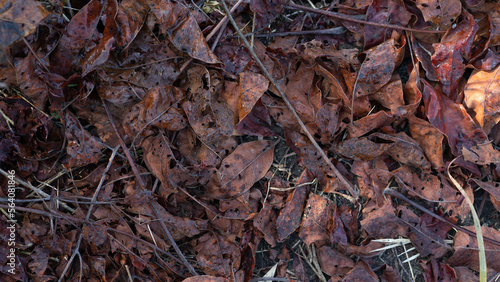 a pile of red dry leaves