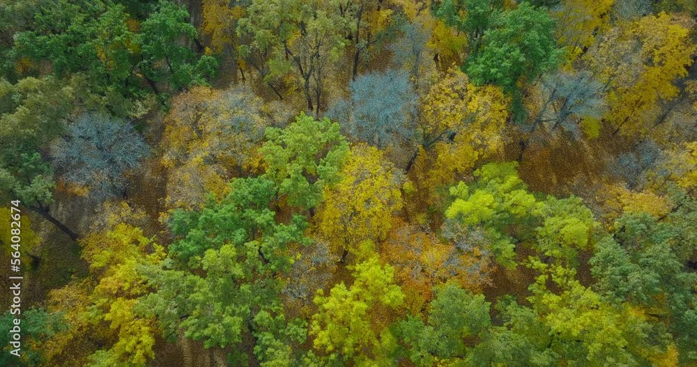 fabulous top view of beautiful bright forest in sunny autumn day, fallen yellowed foliage 4K, Prores fabulous top view of beautiful bright forest in sunny autumn day, fallen yellowed foliage 4K, Prores