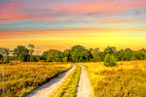 Lueneburger Heide, Heidelandschaft, Niedersachsen, Deutschland 