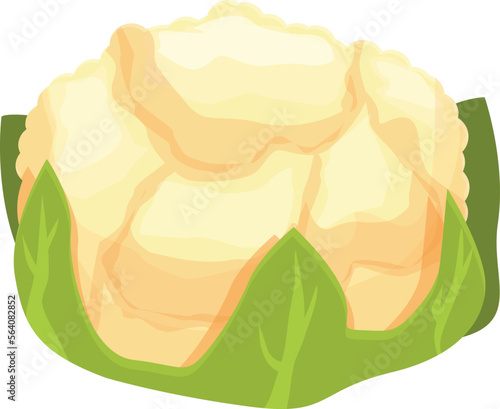 Cole cauliflower icon cartoon vector. Cabbage food. Vegetable organic