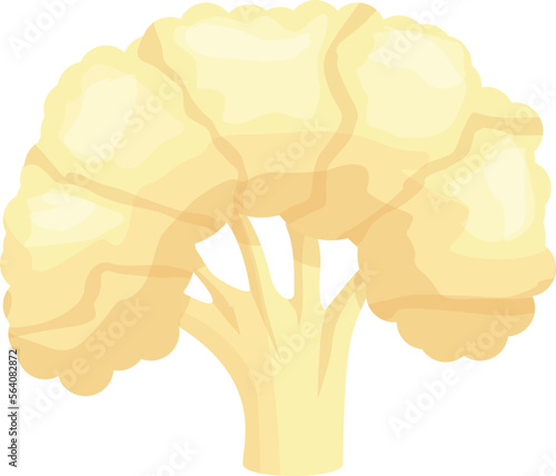 Health cauliflower icon cartoon vector. Cabbage food. Organic vegetable