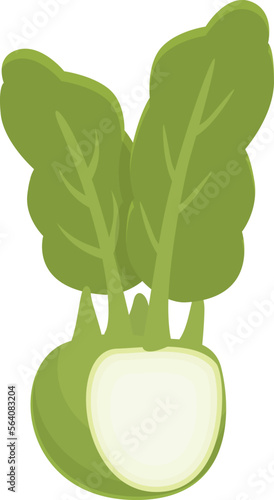 Healthy kohlrabi icon cartoon vector. Vegetable food. Natural plant