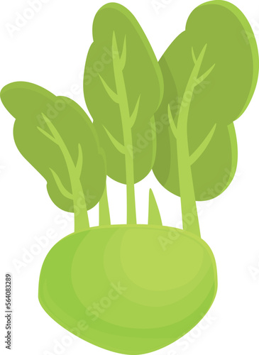Vegetarian kohlrabi icon cartoon vector. Healthy food. Organic plant