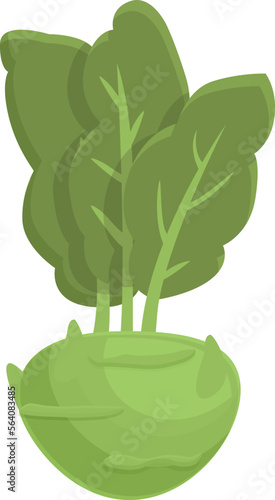 Nature kohlrabi icon cartoon vector. Cabbage plant. Vegetable organic