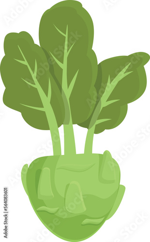 Natural kohlrabi icon cartoon vector. Healthy turnip. Vegetable organic