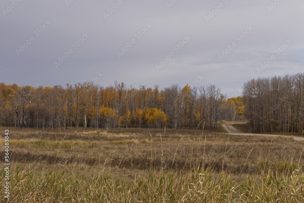 Elk Island National Park on a Cloudy Autumn Day Elk Island National Park on a Cloudy Autumn Day