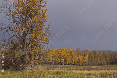 Elk Island National Park on a Cloudy Autumn Day