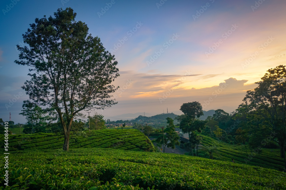 Beautiful sunrise of tea plantation. Ciater Lembang highland west java Indonesia. 