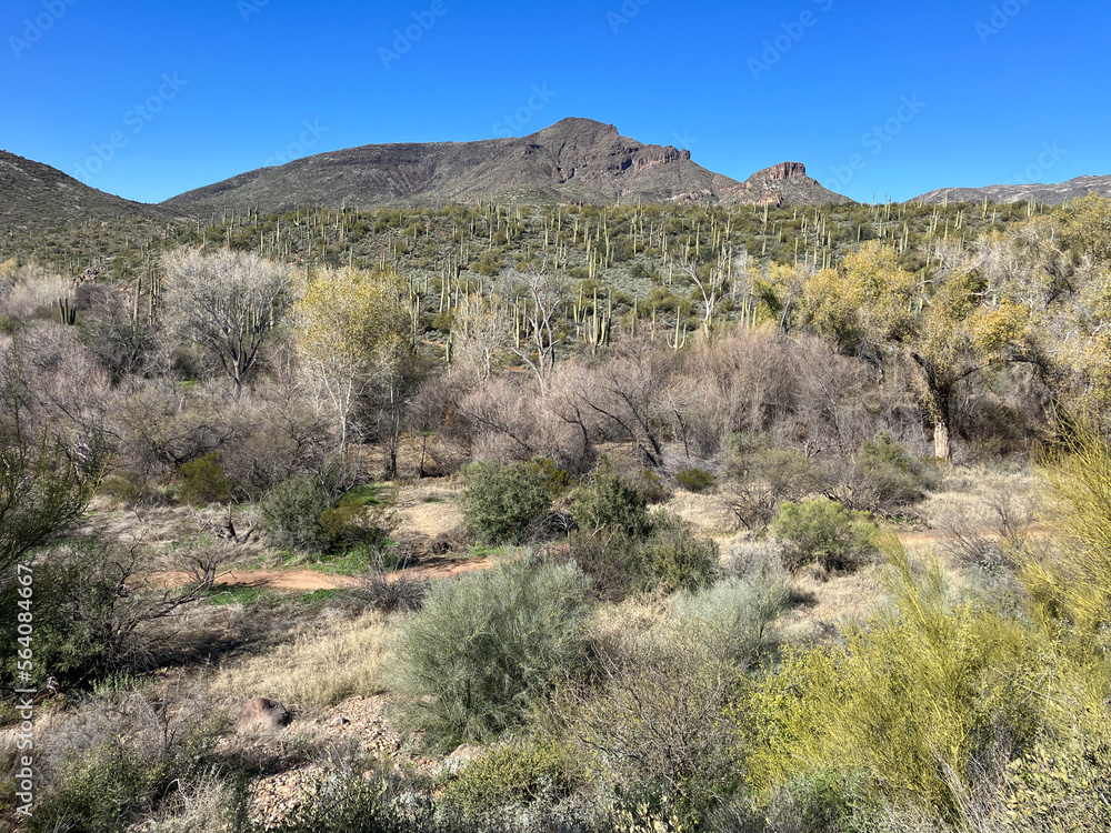 The beautiful Elephant mountain in the Arizona Spur Cross regional park The beautiful Elephant mountain in the Arizona Spur Cross regional park