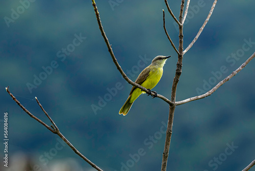 pequeno passarinho bem-te-vi amarelo pousado em um galho fino de uma arvore sem folhas e ao fundo o verde escuro da floresta desfocado.  photo