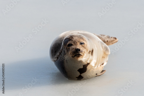 Fototapeta Naklejka Na Ścianę i Meble -  A large grey harp seal or harbor seal on white snow and ice looking upward with a sad face. The wild gray seal has long whiskers, light fur or skin, dark eyes, spotted fur and heart shaped nose.  