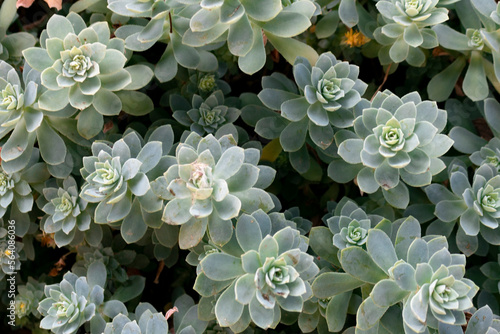 close up of a flower