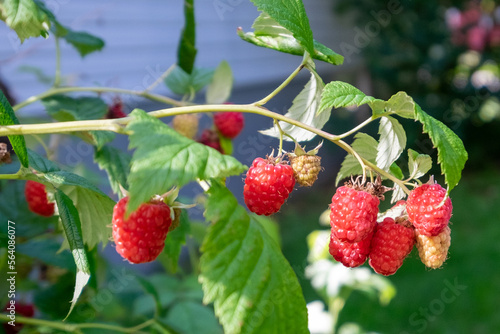 A closeup of a bunch of wild organic raspberries on a bright green bush.  Some of the fresh raspberries are a deep red color. The raw raspberry fruit is hanging on the stems with vibrant green leaves