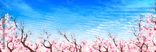 桜　春　青空　背景