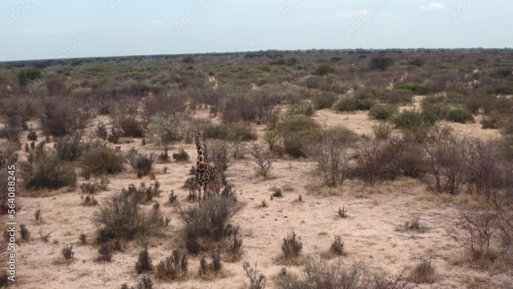 aerial wide shot of giraffe standing and walking in African desert Botswana 4k aerial wide shot of giraffe standing and walking in African desert Botswana 4k