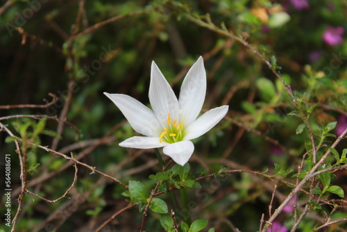 white flower