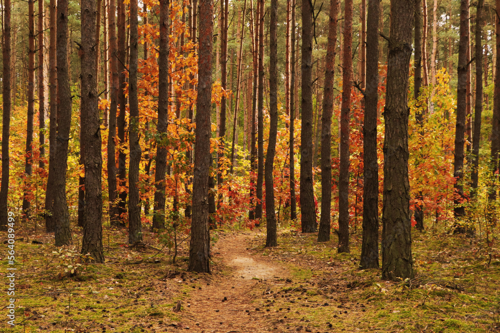 Trail and beautiful trees in forest. Autumn season