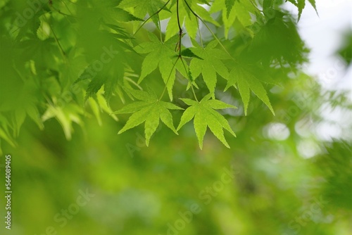 green leaves of Acer palmatum in spring