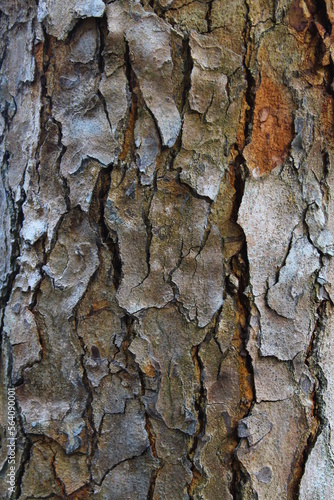 bark textured background