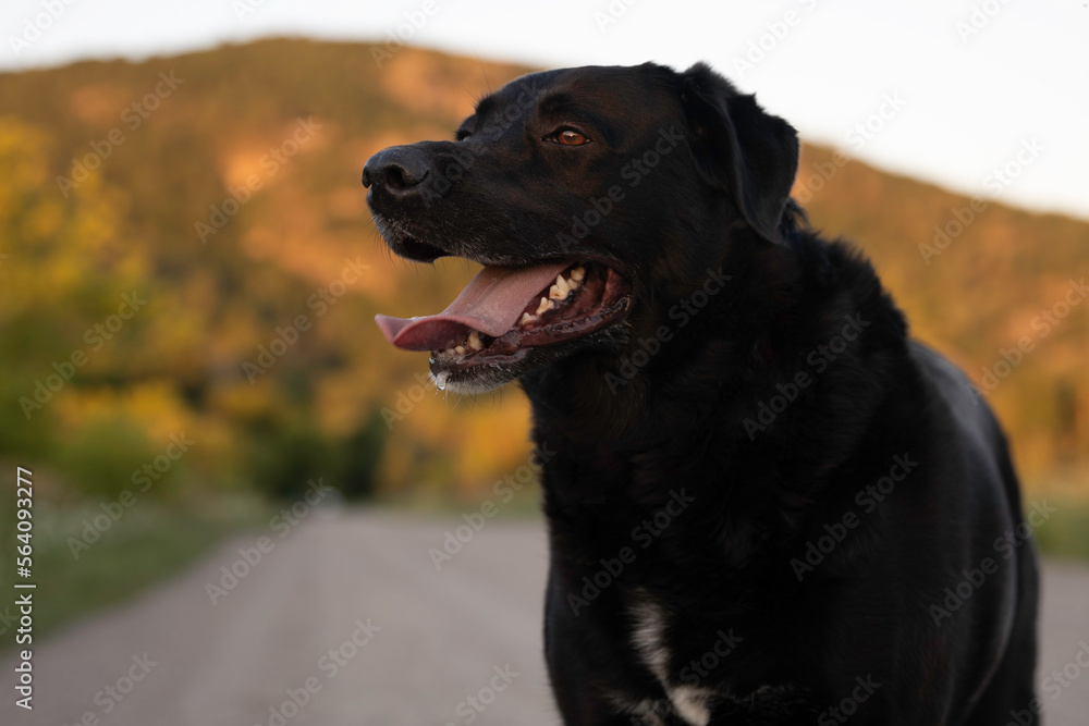 Black Labrador in front of a rolling mountain at sunset Black Labrador in front of a rolling mountain at sunset