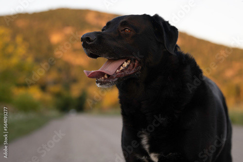 Black Labrador in front of a rolling mountain at sunset