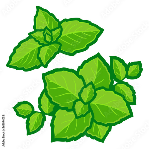 Mint leaves vector illustration