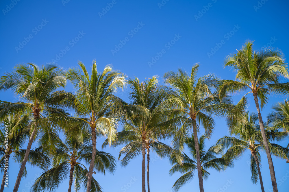 Blue Sky Above a Grove of Coconut Palm Trees.