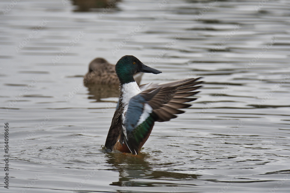 A male Northern Shoveler opening its wings in the lake. Delta BC Canada
A male Northern Shoveler opening its wings in the lake. Delta BC Canada